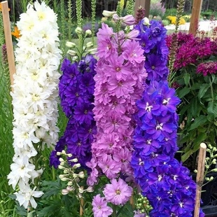 大花飞燕草花苗耐寒好养庭院阳台室外地栽宿根植物