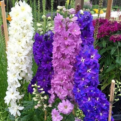 大花飞燕草花苗耐寒好养庭院阳台室外地栽宿根植物