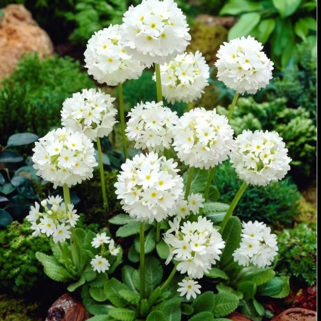 球花报春盆栽多年生花卉耐寒植物花期长容易爆花,鲜花速递/花卉仿真/绿植园艺,时令草本花卉,淘宝优惠券,粉丝福利购,淘宝优惠卷