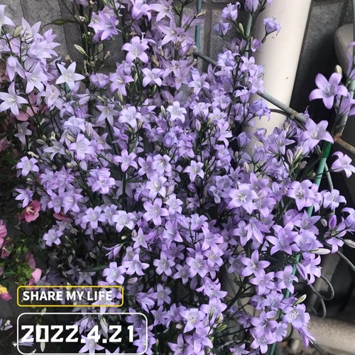 牧根风铃草盆栽虞姬春夏易爆花好养植物耐热耐寒花卉
