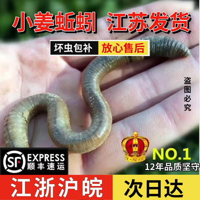 个大鲜活活饵黄鳝臭蚯蚓包邮