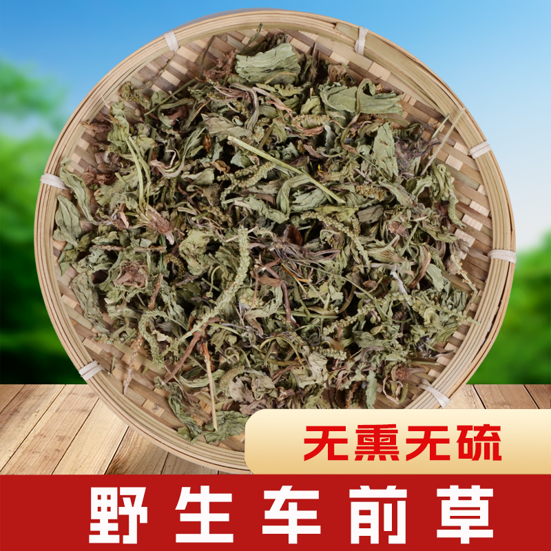 车前草中药材干货 野生车前草另有车前子猫爪草泡茶新鲜切段