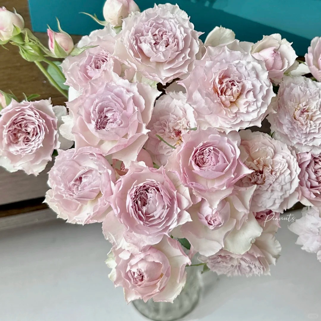 浮月新品灌木丰花勤花浓香多季扦插月季花苗盆栽地载阳台庭院小苗