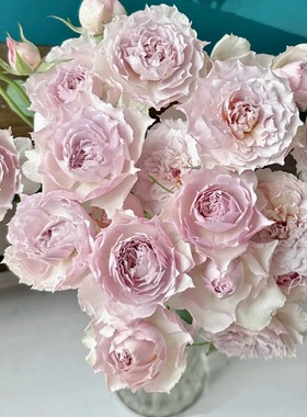 浮月新品灌木丰花勤花浓香多季扦插月季花苗盆栽地载阳台庭院小苗