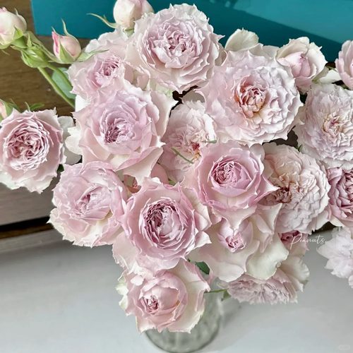 浮月新品灌木丰花勤花浓香多季扦插月季花苗盆栽地载阳台庭院小苗