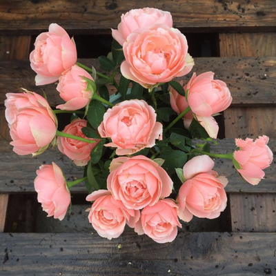 多季月季娇美热昂城堡切花多季重复开阳台盆栽新手庭院苗扦插小苗