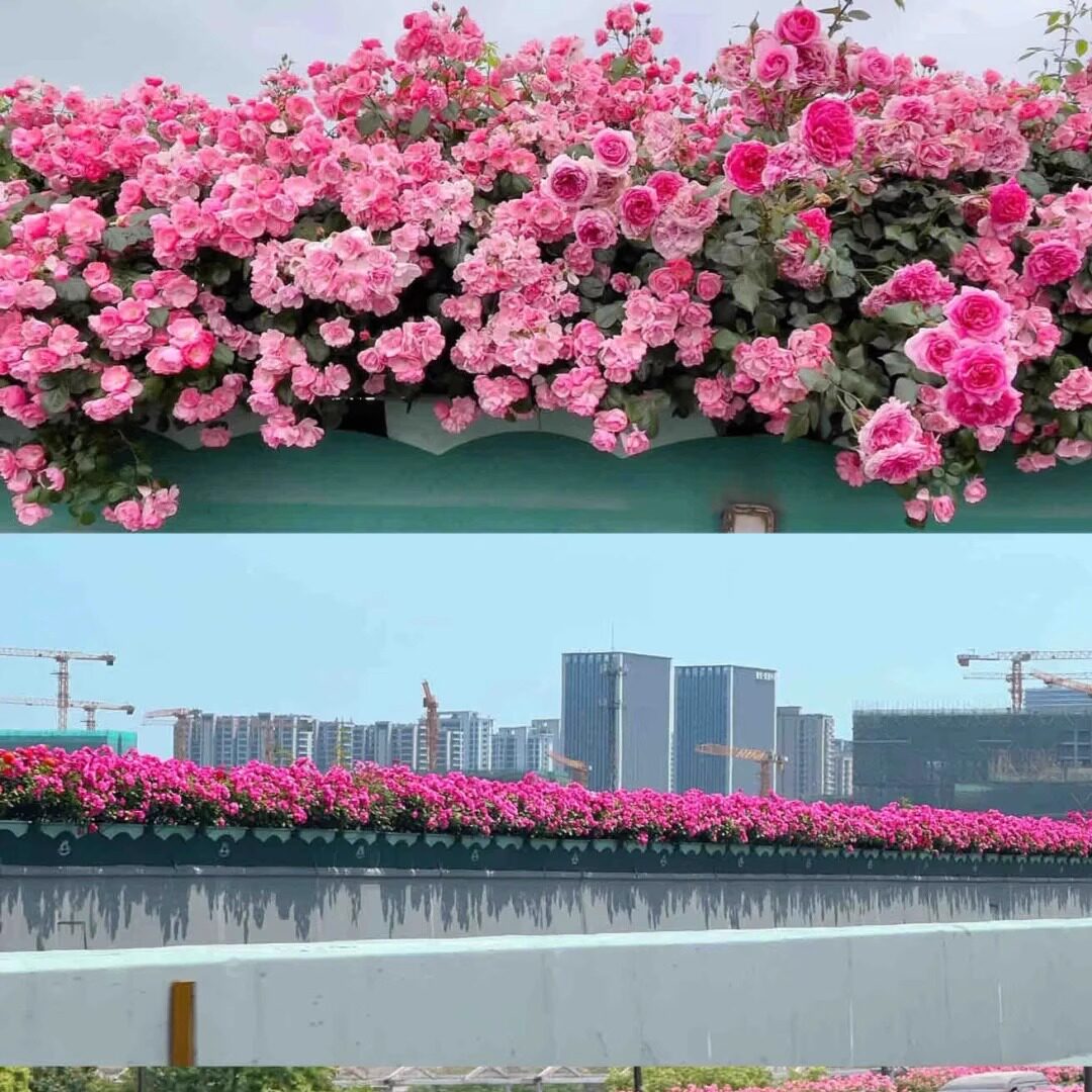 新品西子烟雨低维护抗病新手盆栽地载高架桥花束月季扦插苗自洁好图片