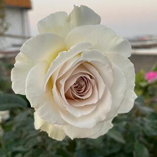 萨莎天使灌木浓香大花丰花勤花阳台庭院盆栽地载绿植花卉月季扦插