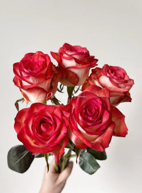 切花胭脂扣灌木切花多季丰花勤花盆栽地载阳台庭院新手阳台绿植苗