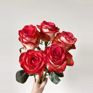 切花胭脂扣灌木切花多季丰花勤花盆栽地载阳台庭院新手阳台绿植苗