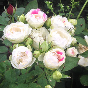 丰花白桃草莓冻糕月季灌木双色品种淡香抗病月季花苗喜光花园小苗