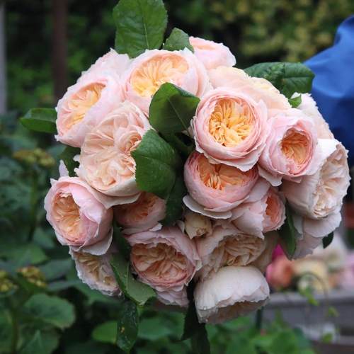 涵仙扦插藤本浓香大花切花多季阳台庭院绿植花卉耐晒耐雨林新手苗