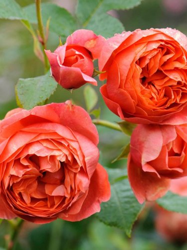 宋夏SummerSong 夏日之歌月季花苗 奥斯汀玫瑰 灌木强香盆栽