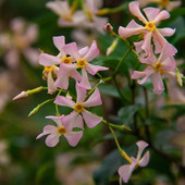 粉色洗礼风车茉莉爬墙拱门花柱勤花丰花花期长香味好闻庭院别墅苗