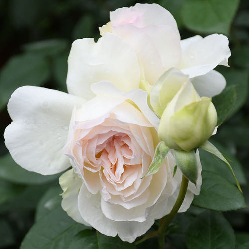 菠萝蜜白色庭院阳台盆栽丰花月季