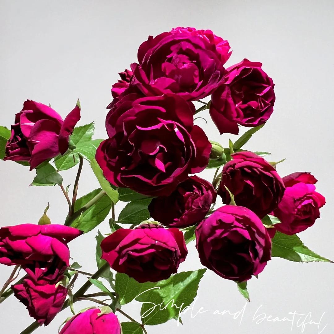 雀之舞藤本爬墙爬花柱牵引丰花勤花盆栽地载月季扦插小苗新手苗