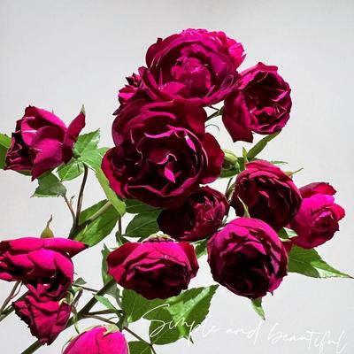 雀之舞藤本爬墙爬花柱牵引丰花勤花盆栽地载月季扦插小苗新手苗