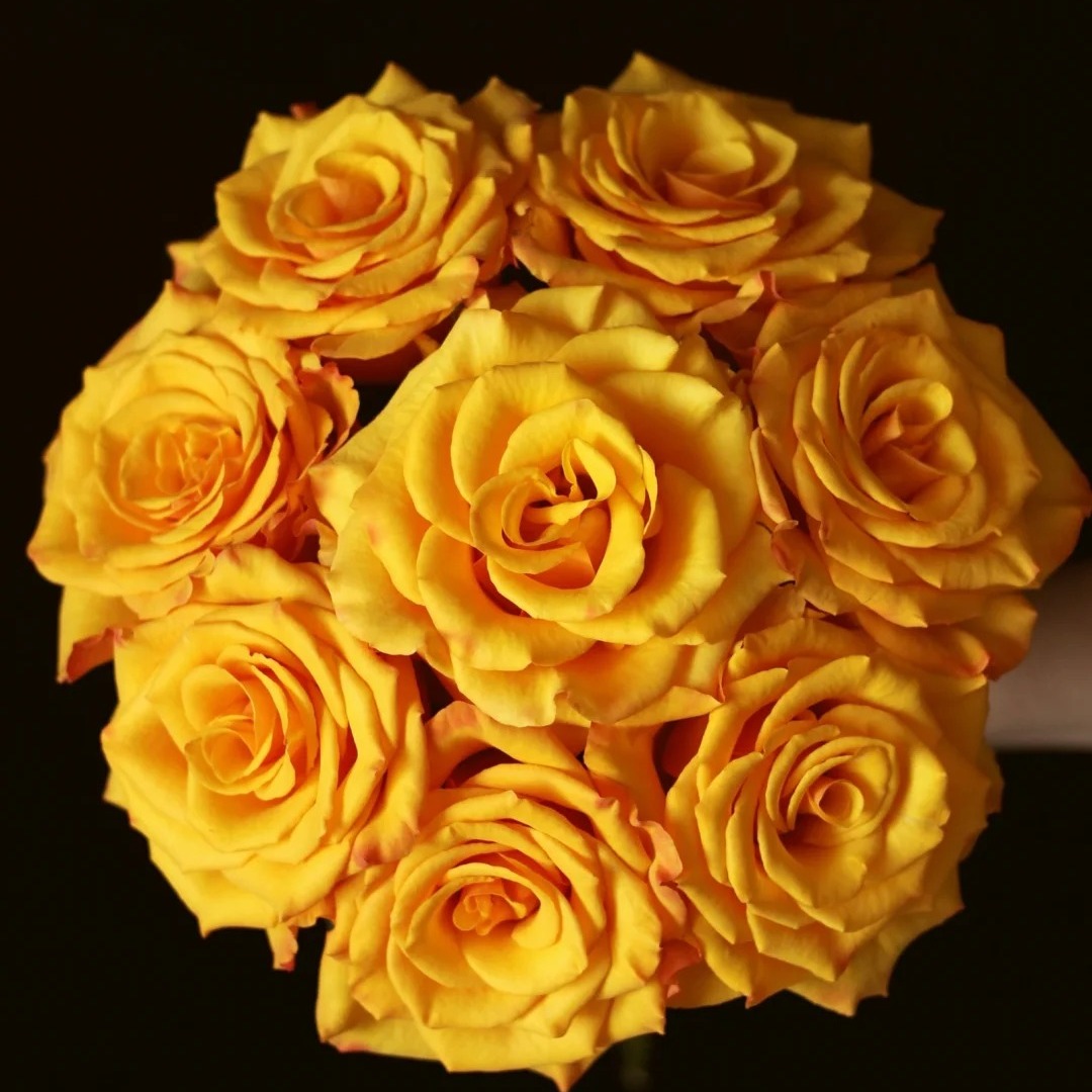 新品辉煌灌木大花浓香花期长直立切花盆栽地载阳台庭院绿植花卉苗