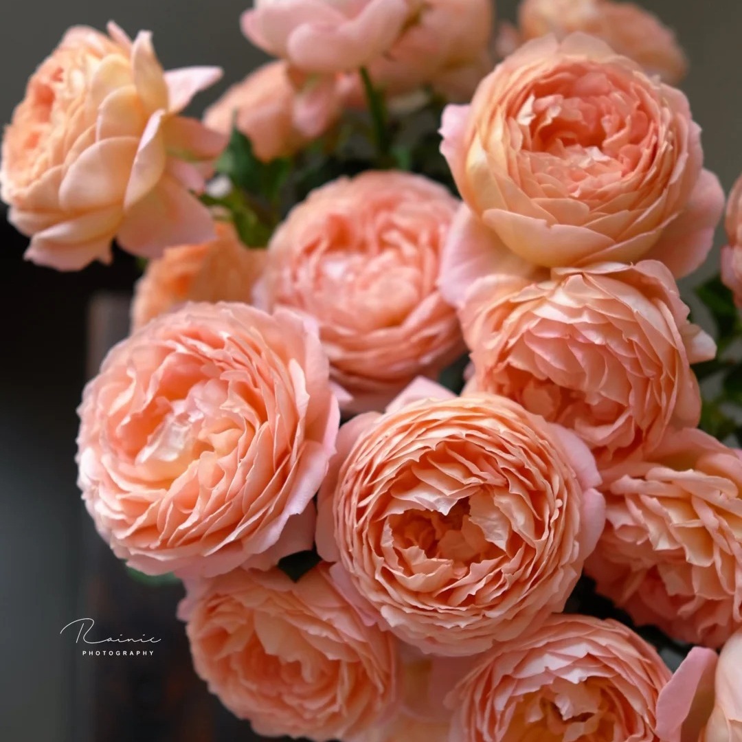 果酱灌木浓香大花丰花勤花新手阳台盆栽地载阳台庭院月季扦插小苗