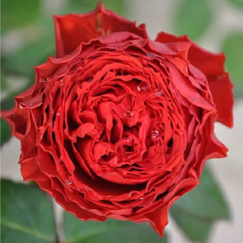 初夜月季正红大花灌木多季勤花丰花直立性好盆栽地载阳台庭院绿植