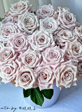 新品曼塔灌木大花切花盆栽地载阳台庭院多季丰花勤花绿植花卉月季