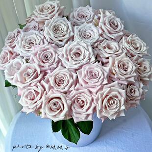 新品曼塔灌木大花切花盆栽地载阳台庭院多季丰花勤花绿植花卉月季