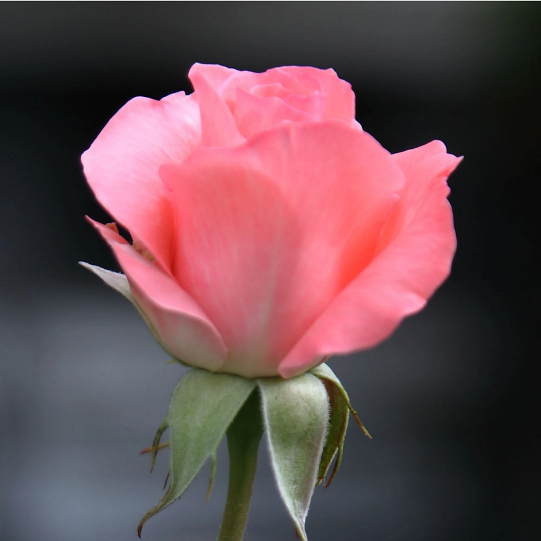 藤本月季粉荷花月季花量大粉红色垂吊庭院四季开花爬墙蔷薇小苗