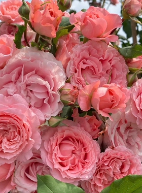 欧洲月季珊瑚果冻Corail gelee 月季苗灌木丰花大花 中香珊瑚粉