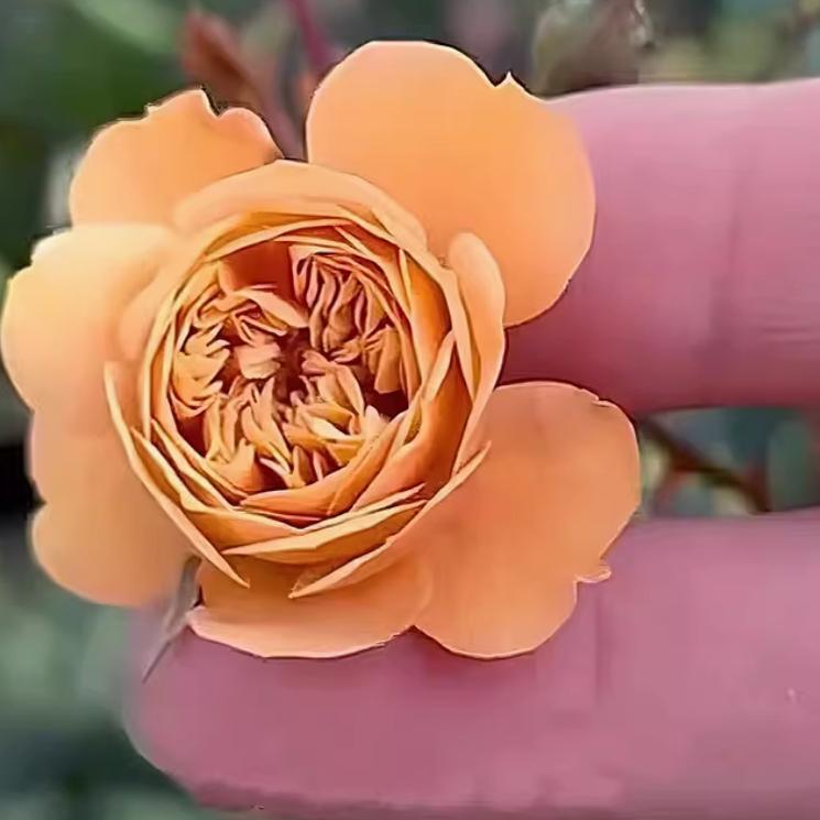 超微型小月季焦糖布丁小玫瑰丰花勤花多季开花阳台盆栽小苗