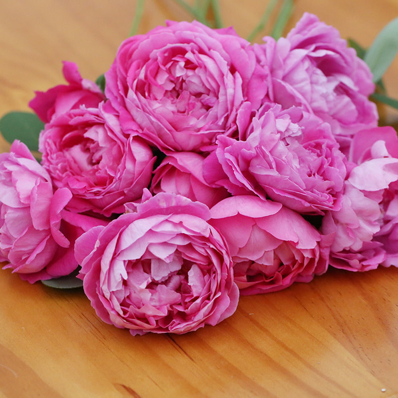 s18中大苗大花灌木 牡丹月季 品种月季花浓香大花月季花苗