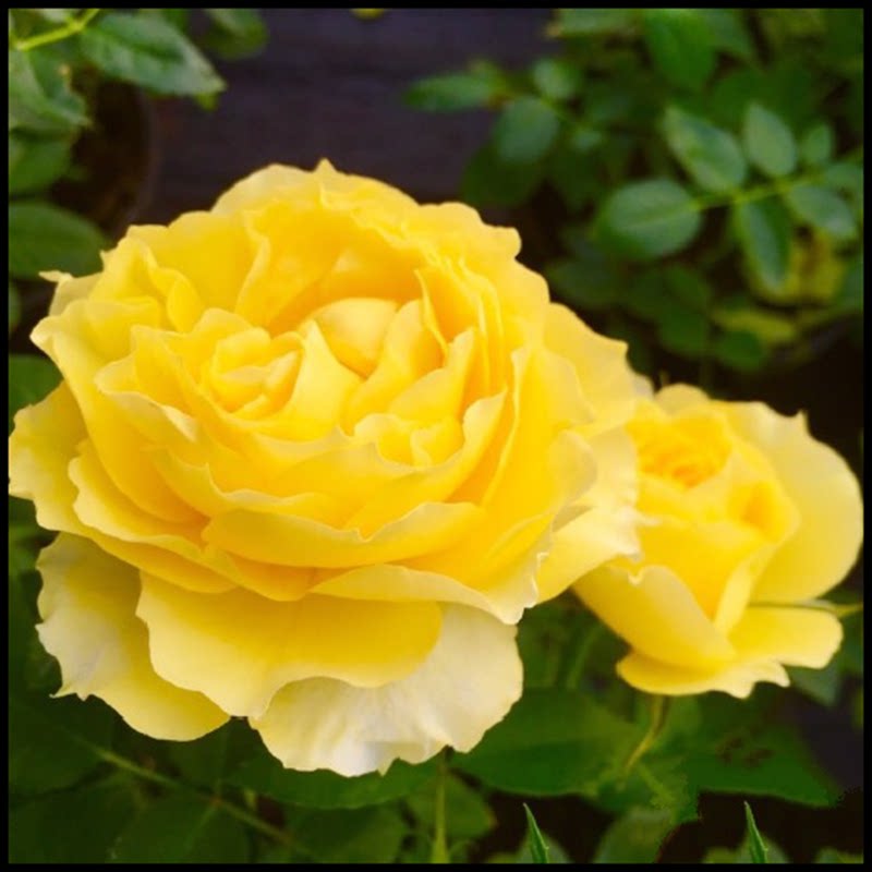 月季狮子座月季花星座系列四季多花玫瑰苗绿植庭院露台花卉