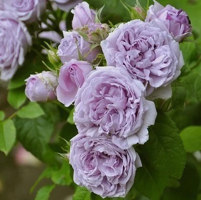 粉紫色月季青空月季花苗大花香味多季开花勤花抗病阳台盆庭院地栽