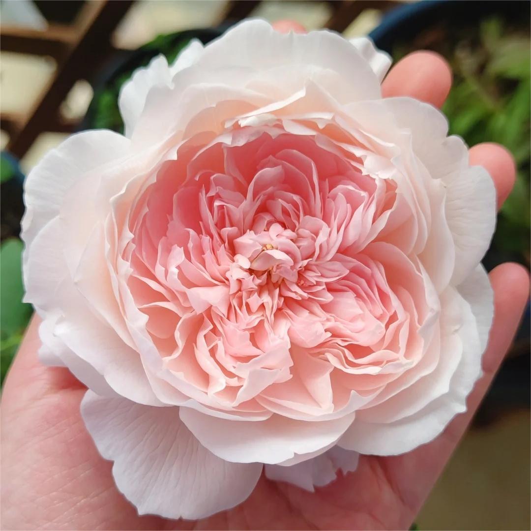 月季扦插小苗家书粉色丰花浓香精品花苗阳台盆栽玫瑰花小苗