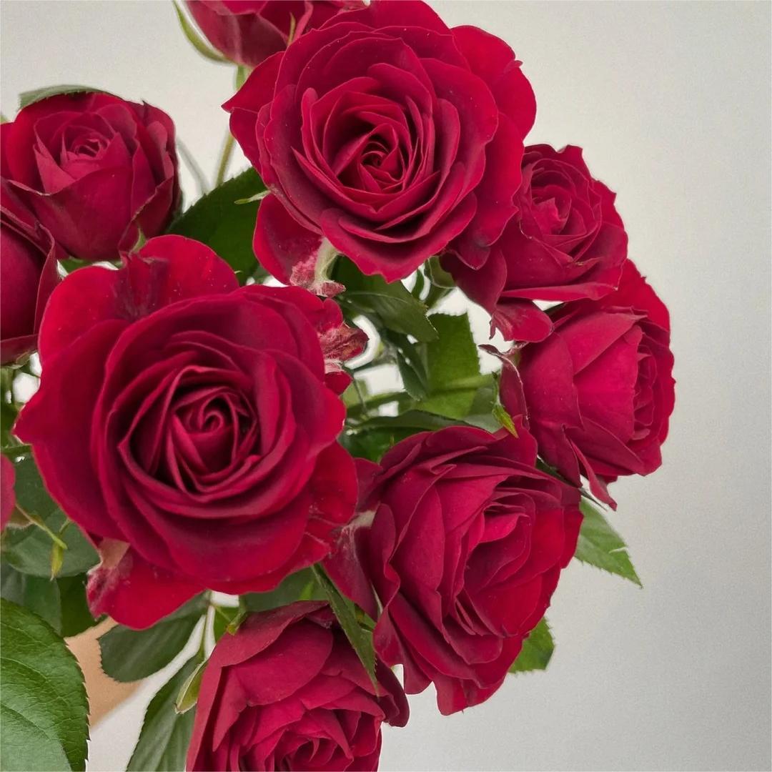 红色月季红丝绒月季小苗勤花多季重复开阳台盆栽月季