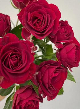 红色月季红丝绒月季小苗勤花多季重复开阳台盆栽月季