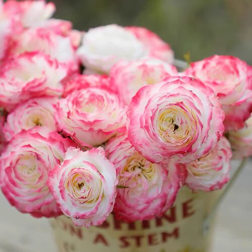 初妆色彩丰富灌木丰花勤花多季阳台庭院新手绿植花卉月季扦插小苗