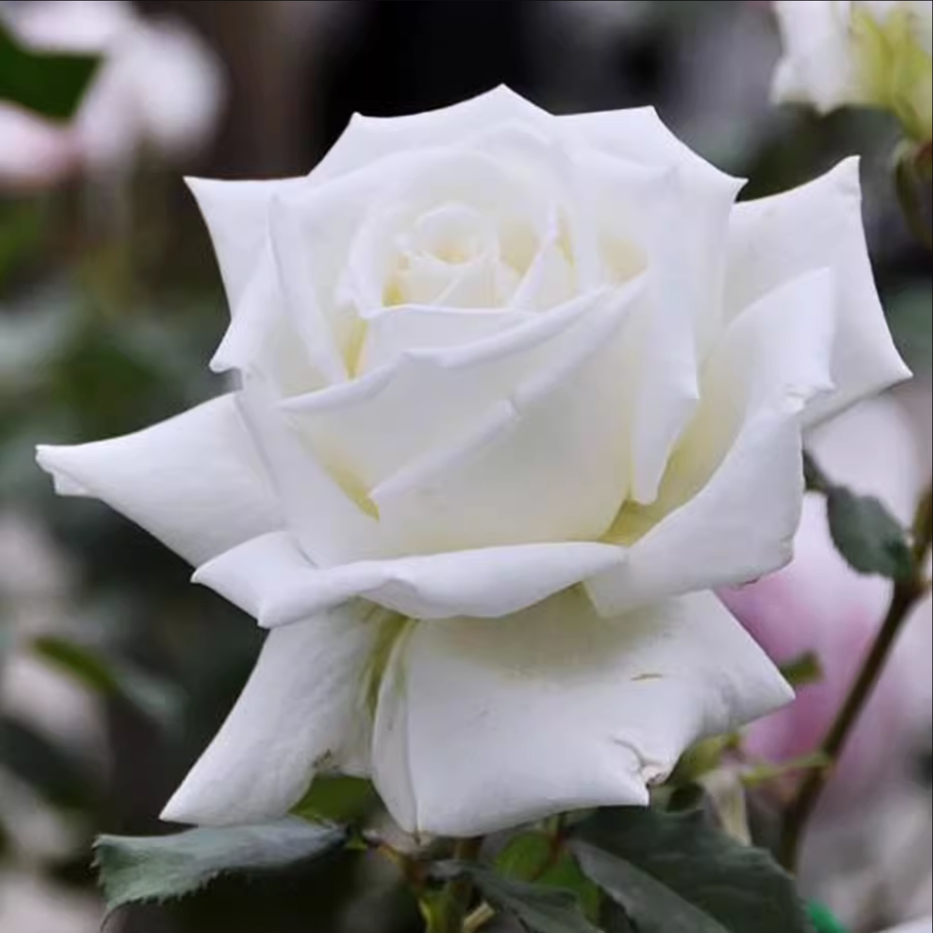 浓香月季保罗二世月季花多季开花大花纯白灌木切花勤花玫瑰花苗