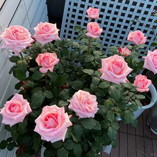 粉荔枝灌木浓香切花多季丰花耐晒耐雨林新手阳台庭院绿植花卉