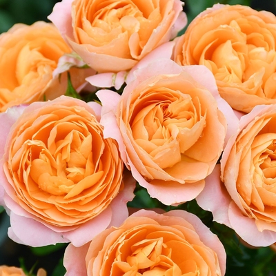 浩田花苑新品阳台盆栽月季微月系列微型花卉绿植庭院花苗好养小苗