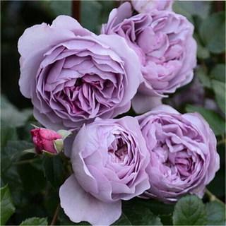 紫色藤本月季 薰衣草花环 微香庭院多季开花花卉欧月蔷薇