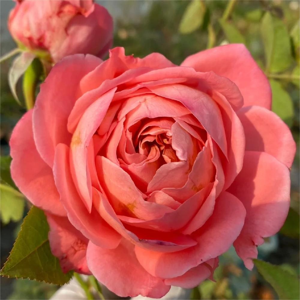 浓香月季珊瑚珠宝月季扦插小苗勤花多季重复开阳台盆栽扦插