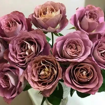 法尔索灌木大花多头复古色多季勤花盆栽地载阳台庭院绿植花卉小苗