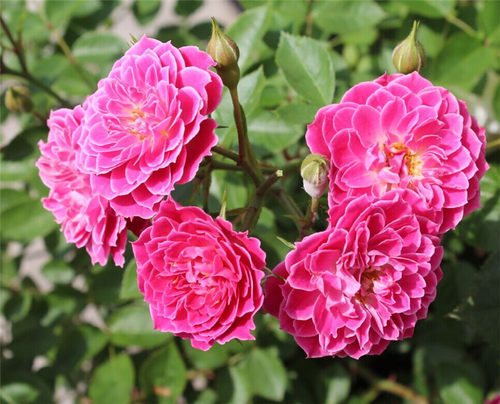 直播间中大苗福利6666