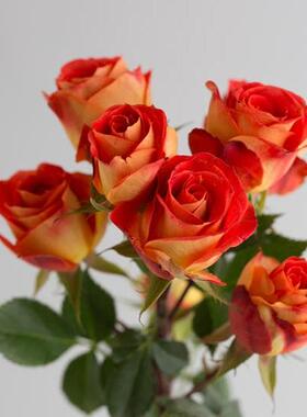 狂欢泡泡灌木多头丰花勤花多季盆栽地载阳台庭院绿植花卉月季