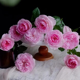 新品织工马南灌木浓香丰花勤花多季盆栽地载阳台庭院绿植花卉月季