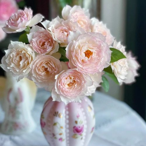 新品玉碗沙灌木浓香丰花勤花多季盆栽地载阳台庭院绿植花卉月季