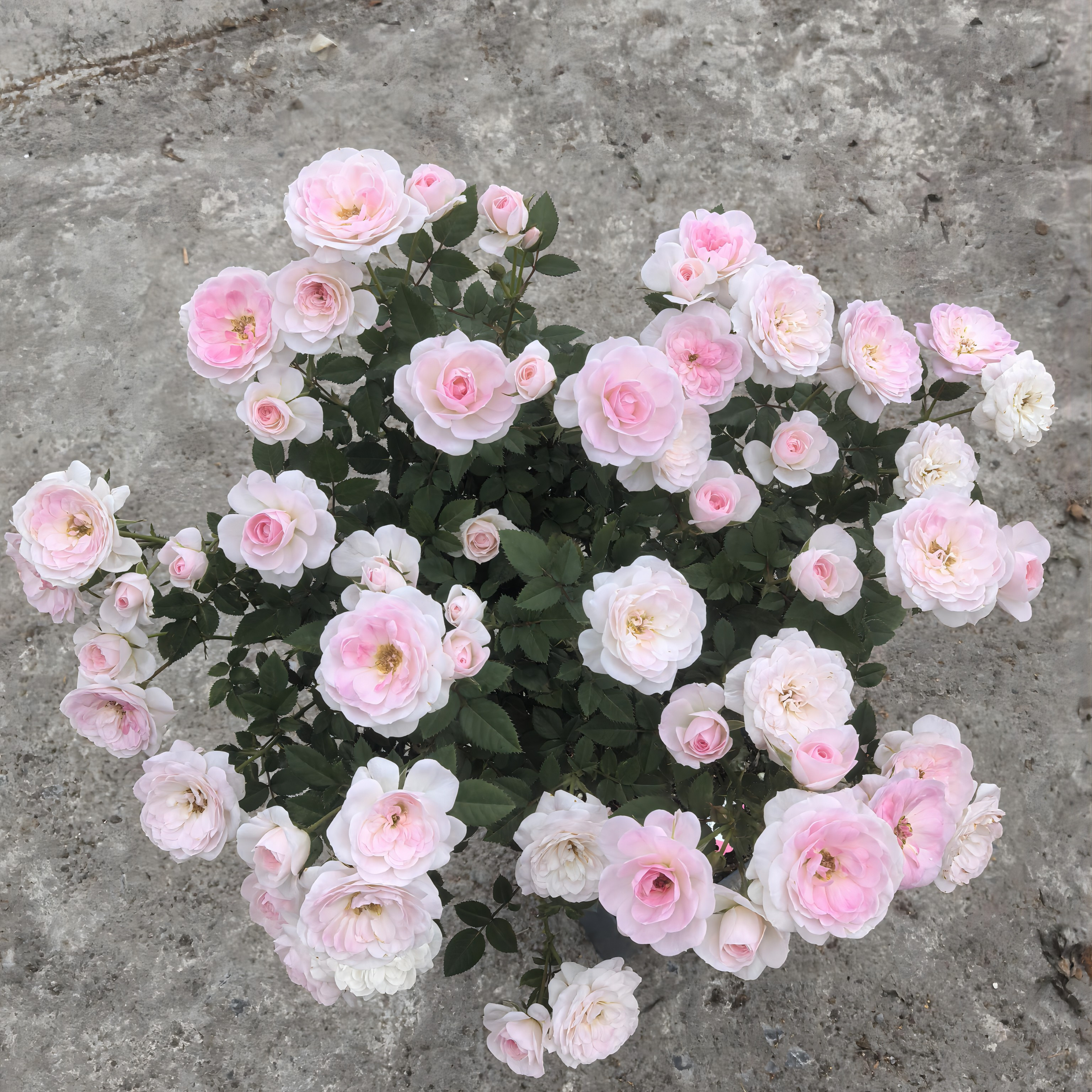 P18超微玛丽棒棒糖小树月季适合阳台楼顶花园别墅庭院盆栽地栽苗