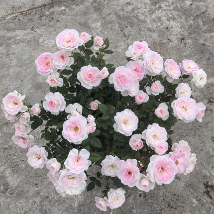 P18超微玛丽棒棒糖小树月季适合阳台楼顶花园别墅庭院盆栽地栽苗