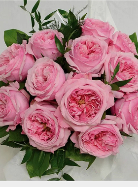 浓香切包凯莉（Carey）月季小苗奥斯汀欧月多季月季花玫瑰小苗