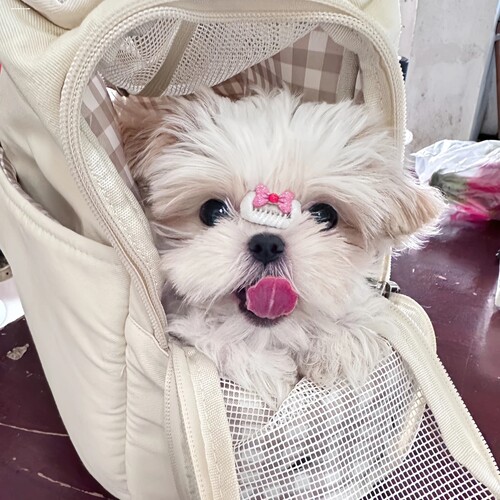 西施犬专用宠物迷你bb夹发夹头饰小狗夹子狗狗发卡卡子鼻梁夹碎发